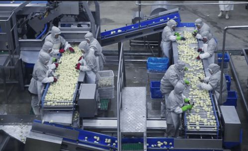 土蛋蛋 變身 金蛋蛋 小土豆闖出大市場(chǎng)